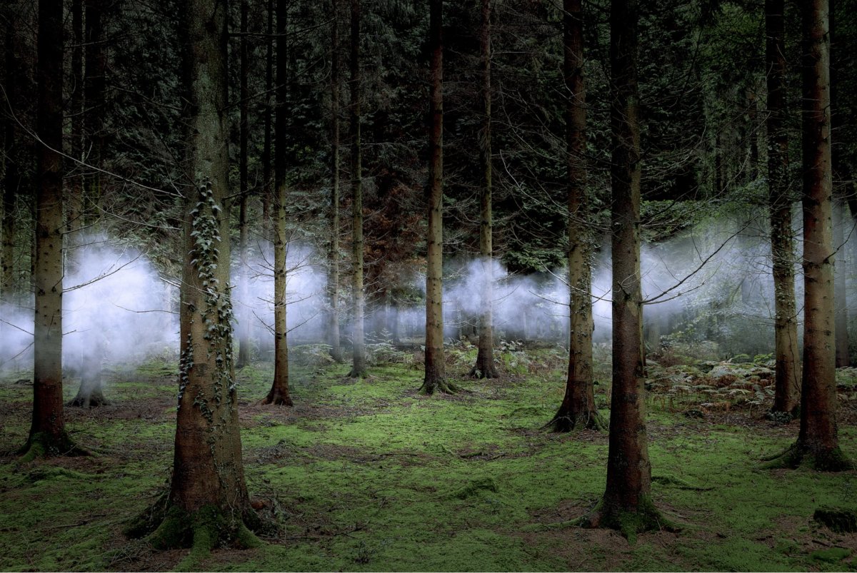 Ellie Davies. L'Âme de la forêt